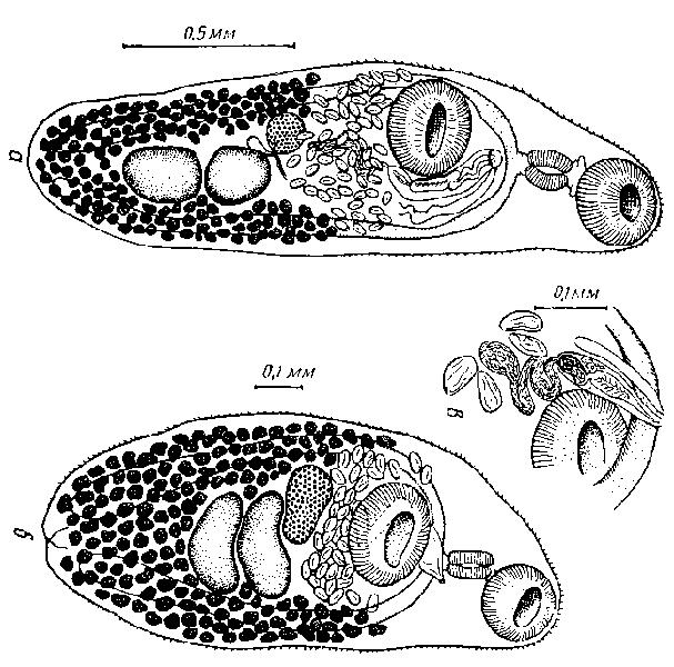 Представитель Семейства Lepocreadiidae